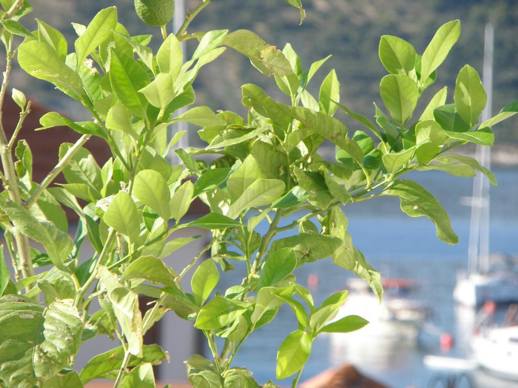 Apartment Amalija Primošten Dış mekan fotoğraf